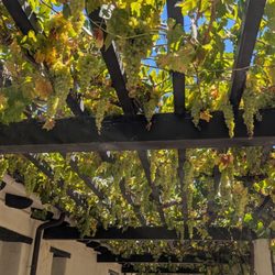 Santa Monica Mountain National Recreation Area Visitor Center - Grapes