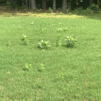 TruGreen Lawn Care - I'm told "You have to do your part.". I don't believe they regularly applied the correct chemicals at the correct volumes. - Tree Services Near Me - Suwanee, Georgia TruGreen Lawn Care - I'm told "You have to do your part.". I don't believe they regularly applied the correct chemicals at the correct volumes. - Tree Services Near Me - Suwanee, Georgia
