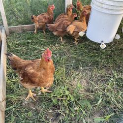 Blackberry Meadows Farm - Chickens!