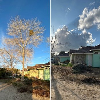 UFO Tree Trimming - Tree Services Near Me UFO Tree Trimming - Tree Services Near Me