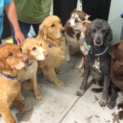 Grooming by Charlene Pet Boutique