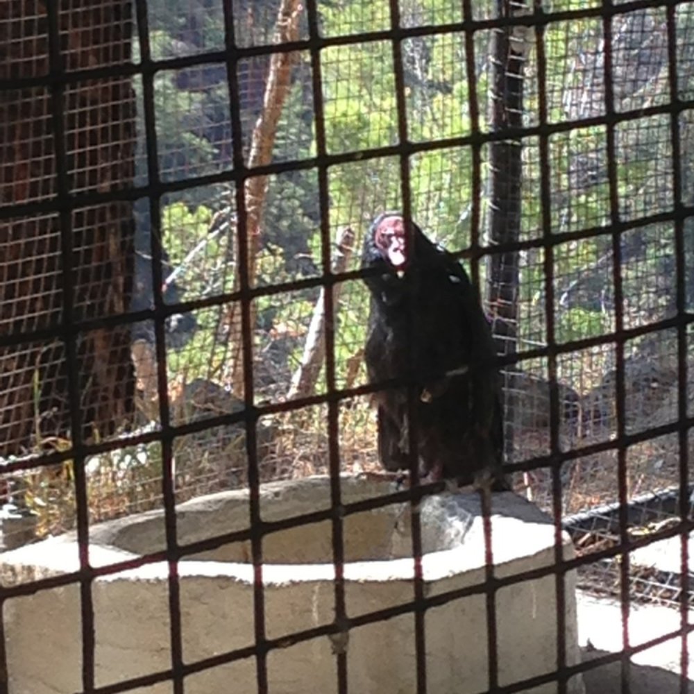 Angeles National Forest - They have a Turkey Vulture - Parks Near Me - Arcadia, California
