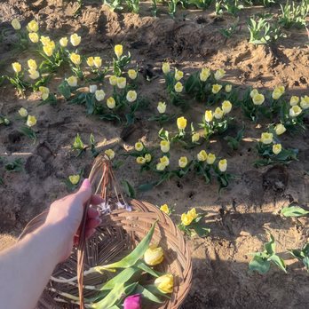 Texas-Tulips - Yellow tulips - Nurseries & Gardening Near Me - Pilot Point, Texas