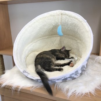 Felius Cat Café & Rescue - Pet Adoption Near Me - Omaha, Nebraska Felius Cat Café & Rescue - Pet Adoption Near Me - Omaha, Nebraska