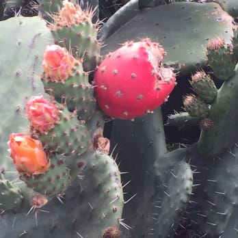 La Tortuga - Tunas; I fruit given by the cactus plants(also editable) can't get any more Mexican. - Mexican Near Me - Seaside, California La Tortuga - Tunas; I fruit given by the cactus plants(also editable) can't get any more Mexican. - Mexican Near Me - Seaside, California