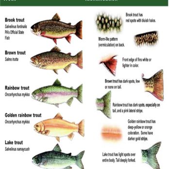 Trout Aquarium - Aquariums Near Me - Saint Regis, Montana Trout Aquarium - Aquariums Near Me - Saint Regis, Montana