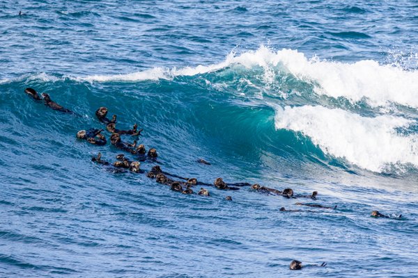Asilomar State Beach by null