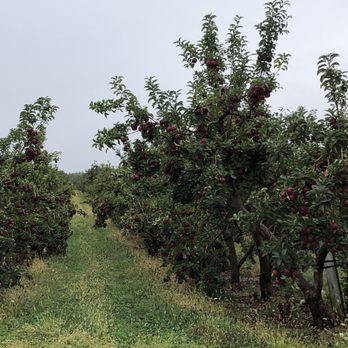 Sleek’s Orchard - an apple orchard - Pick Your Own Farms Near Me - New Paris, Pennsylvania Sleek’s Orchard - an apple orchard - Pick Your Own Farms Near Me - New Paris, Pennsylvania