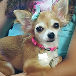 Our chihuahua was well cared for love this place!