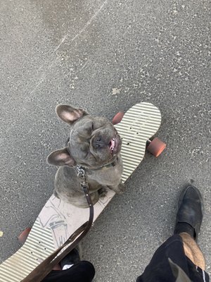Its Not "Dog Training" - Its a Lifestyle. - Dogs are beautiful creatures that mirror us and compliment us as humans everyday. No just because of their appearances, but because of the ways they teach us to be better, and show us where we are lacking -- so that we can BE better. 

Its Not Dog Training. Its a Lifestyle.