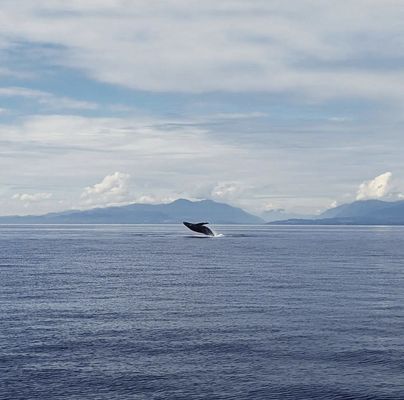 Prince of Whales - Whale & Marine Wildlife Adventures Vancouver by null