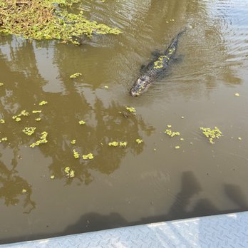 Airboat Adventures - Boat Tours Near Me - Lafitte, Louisiana Airboat Adventures - Boat Tours Near Me - Lafitte, Louisiana
