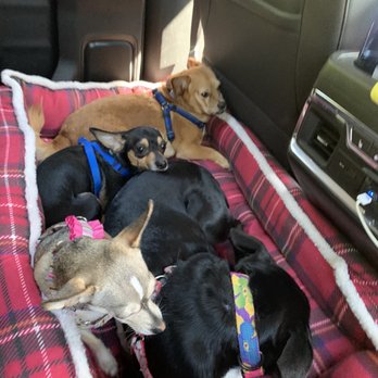 Adorable Pet Salon & Spa - Pet Groomers Near Me - Byron, Georgia