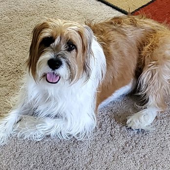 The Bark Chateau - LOVE MY ASHLEY & TAYLOR - Pet Training Near Me - Lakewood, Washington