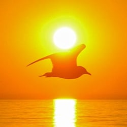 Soulrise Astrology - Bird in flight carries sun over water -- a natural photo, taken by Brian, symbolizing the nature of a rising soul.