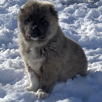 Royal Caucasian Shepherds - Caucasian Shepherd puppy - Pet Adoption Near Me - Twining, Michigan