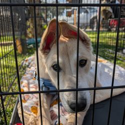Studio Hope - Adoption event Feb 7th 2026