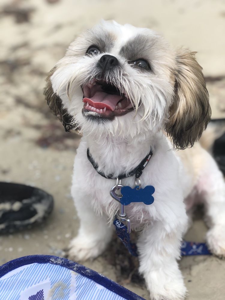 A POOCH’S PARADISE PET GROOMING Updated July 2024 14 Photos & 16