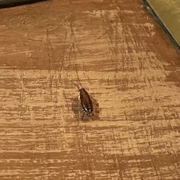 Our bar top visitor Our bar top visitor