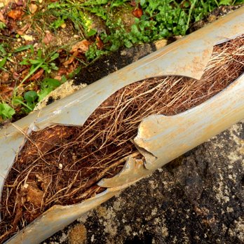 Performance Plus Plumbing - Roots in the line. Call us for sewer and drain cleaning plumbing service - Plumbing Near Me - Livermore, California