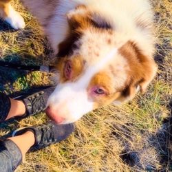 Suncrest Trail - Ok to bring the pooch, on a leash.