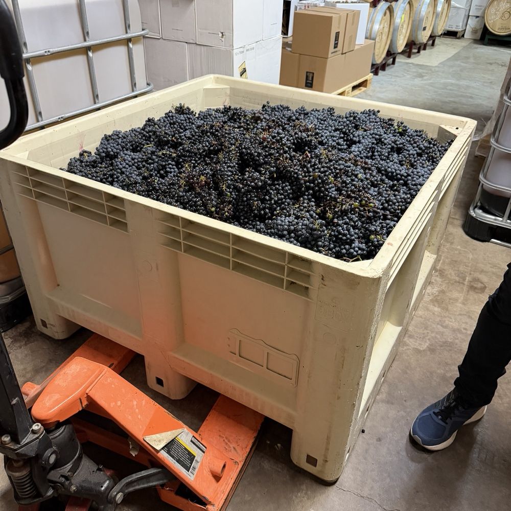 Bernhardt Winery - Spanish varietal - Wineries Near Me - Plantersville, Texas