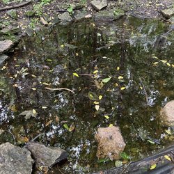 Lake Erie Island Nature & Wildlife Center - Small pond along trail