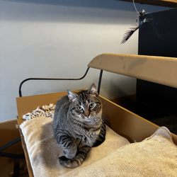 Coal Cats Cafe