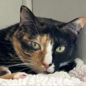 Rahway Kitty Hall - Pet Adoption Near Me - Rahway, New Jersey