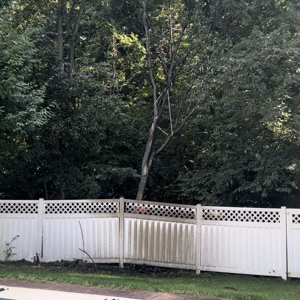 LC Tree Service - Infected tree leaning against fence - Tree Services Near Me - Hagerstown, Maryland