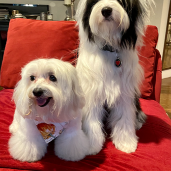 Biscuits & Bath - Tribeca - Groomed by Romelia - Pet Groomers Near Me - New York, New York Biscuits & Bath - Tribeca - Groomed by Romelia - Pet Groomers Near Me - New York, New York