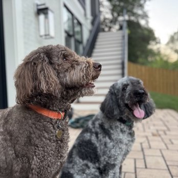 KSR Pet Care - Dog Walkers Near Me KSR Pet Care - Dog Walkers Near Me