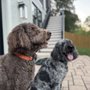 KSR Pet Care