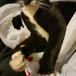 My big boy is missing Bentley My big boy is missing Bentley