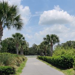 W S Palm Trees & Landscape