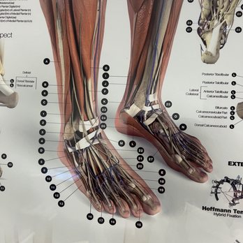 Paradise Valley Foot and Ankle - Podiatrists Near Me - Anthem, Arizona Paradise Valley Foot and Ankle - Podiatrists Near Me - Anthem, Arizona