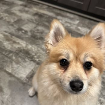 Pet Perfect Salon - You can clearly see her hair as well as the haircut are so uneven and way too short - Pet Groomers Near Me - Carrollton, Texas Pet Perfect Salon - You can clearly see her hair as well as the haircut are so uneven and way too short - Pet Groomers Near Me - Carrollton, Texas