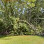 Mendez Tree Service