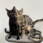 Photo of Kitty-Winks Luxury Cat Boarding