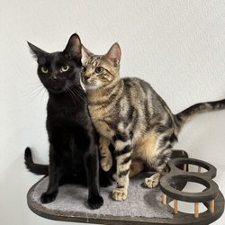 Kitty-Winks Luxury Cat Boarding - Vincent and Patrick enjoyed a month of  pampering at Kitty-Winks Luxury Cat Boarding while their humans explored Europe!