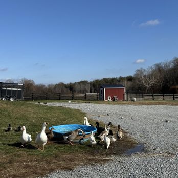 Mae Bell Farms - Petting Zoos Near Me - Berea, Kentucky
