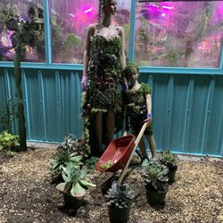 Succulent takeover
