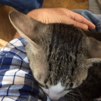 Mauhaus - Nothing better than a kitty falling asleep in my lap. - Themed Cafes Near Me - Maplewood, Missouri Mauhaus - Nothing better than a kitty falling asleep in my lap. - Themed Cafes Near Me - Maplewood, Missouri