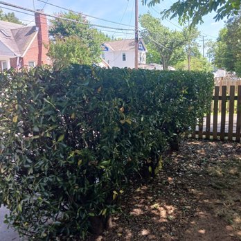 Felix Landscaping Services - This is the after and it looks great, it's amazing how it can shape old bushes - Landscaping Near Me Felix Landscaping Services - This is the after and it looks great, it's amazing how it can shape old bushes - Landscaping Near Me