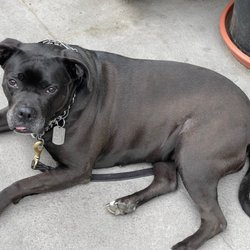 Law Office of Rick Morin - My Service Dog ‍
