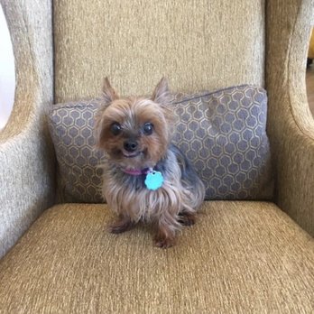 The Grove at Canopy - Doggies allowed. Little, Sophie, clearly feels at home! - Assisted Living Facilities Near Me - Tallahassee, Florida