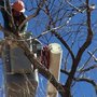 Photo of Coates Tree Service