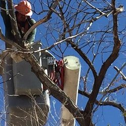 Coates Tree Service - untitled