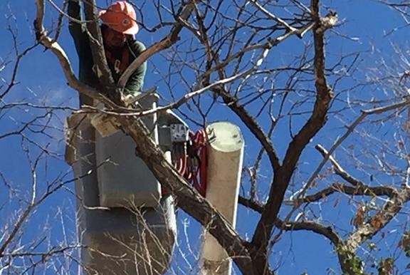 Coates Tree Service - tree service in Santa Fe, NM