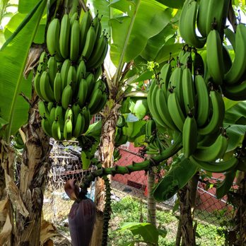 Rancho Choli - Plantains growing - Latin American Near Me - Vieques, Puerto Rico Rancho Choli - Plantains growing - Latin American Near Me - Vieques, Puerto Rico